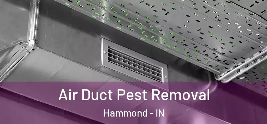 Air Duct Pest Removal Hammond - IN