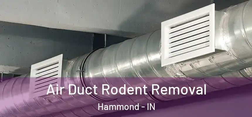 Air Duct Rodent Removal Hammond - IN