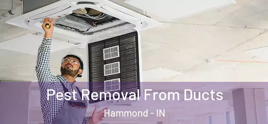 Pest Removal From Ducts Hammond - IN
